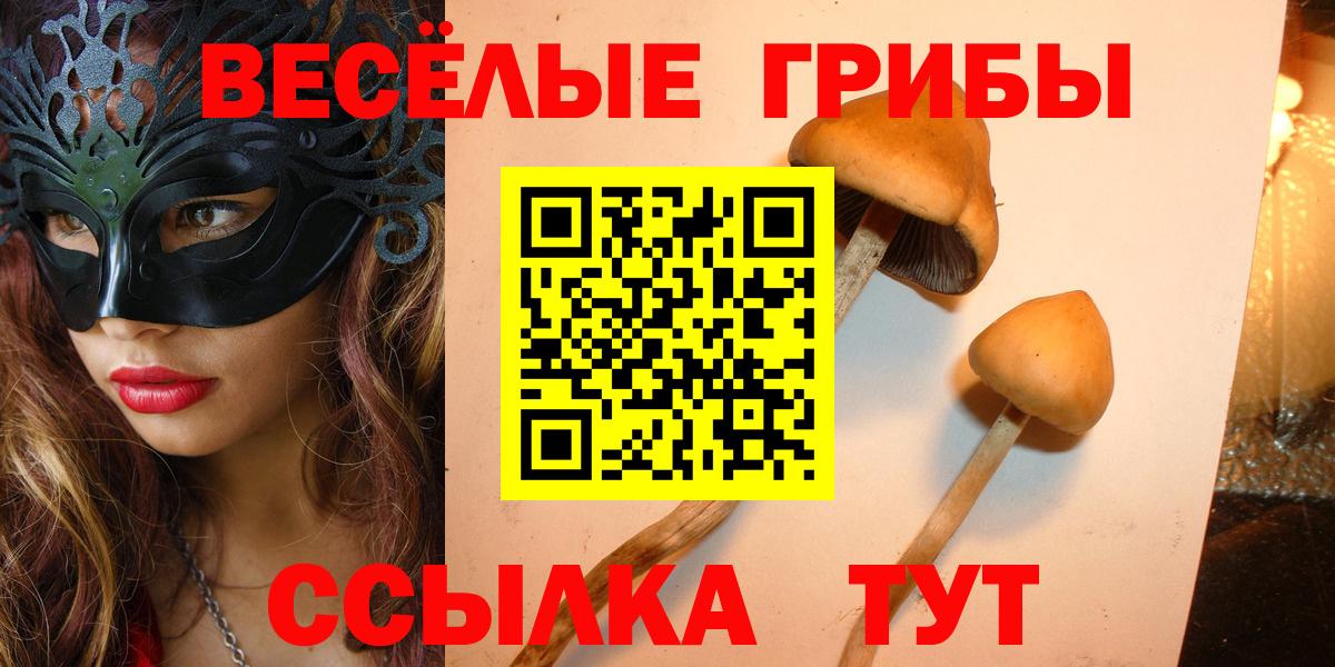 Галлюциногенные грибы Cubensis Курчатов